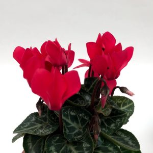 Cyclamen mini - imagine 2