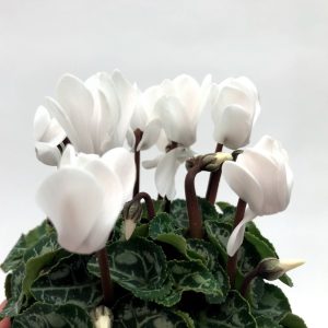 Cyclamen mini - imagine 3