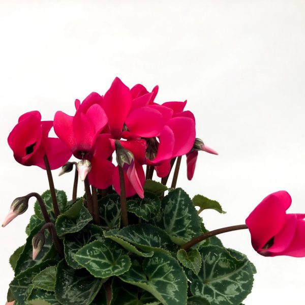 Cyclamen mini - imagine 4