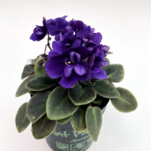 Violete de Parma mini- Saintpaulia - imagine 2