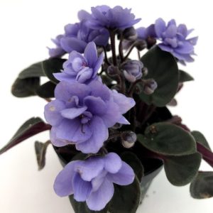 Violete de Parma mini- Saintpaulia - imagine 3