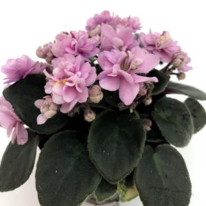 Violete de Parma mini- Saintpaulia - imagine 4