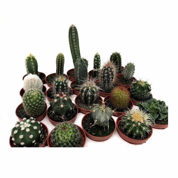 Cactus mini - imagine 2