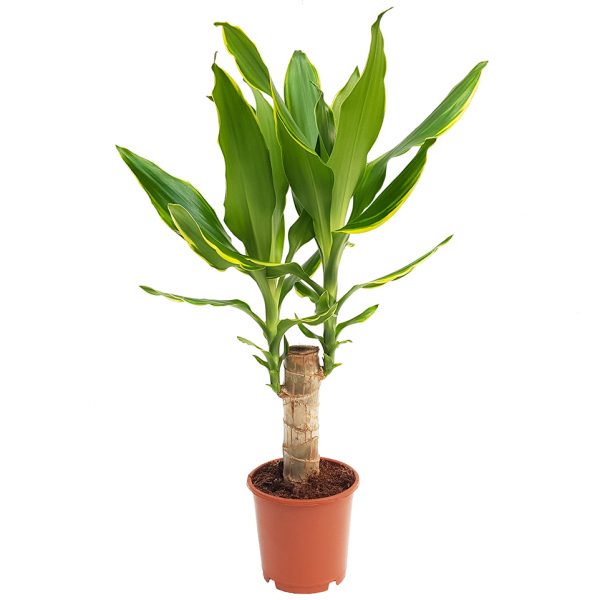 Dracaena yellow coast