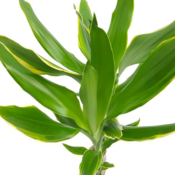 Dracaena yellow coast - imagine 2