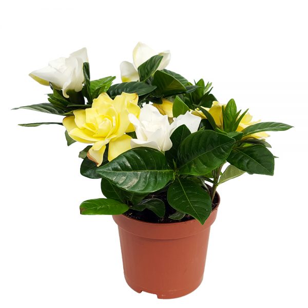 Gardenia Jasminoides - imagine 3