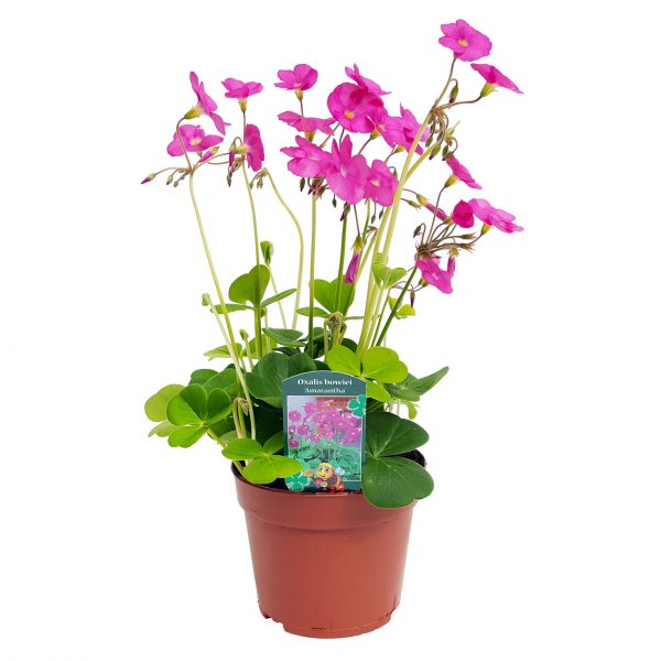 Oxalis bowiei - Amarantha