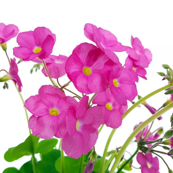 Oxalis bowiei - Amarantha - imagine 2