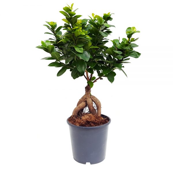 Bonsai ficus - Ginseng D17