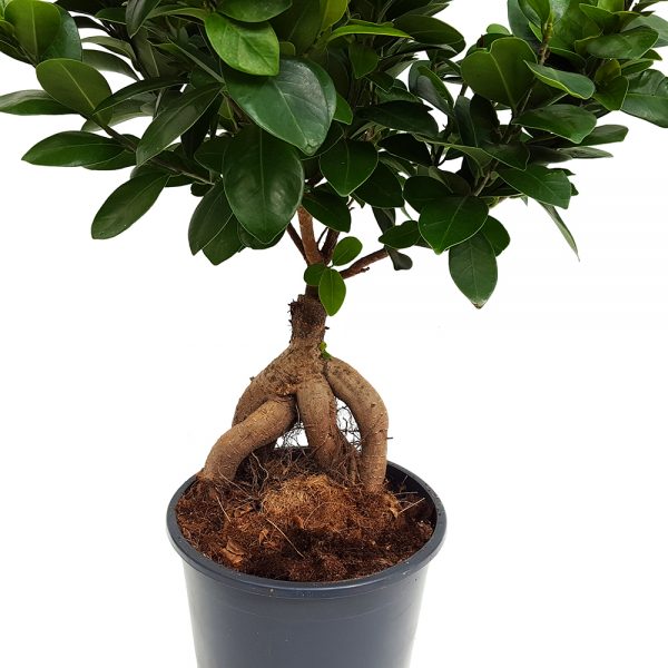 Bonsai ficus - Ginseng D17 - imagine 2