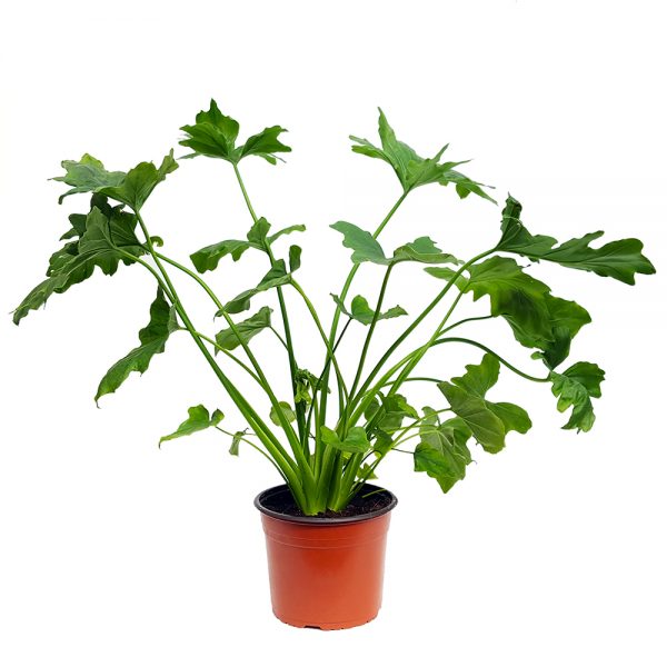 Philodendron