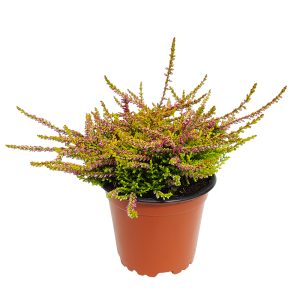 Calluna mica - imagine 3