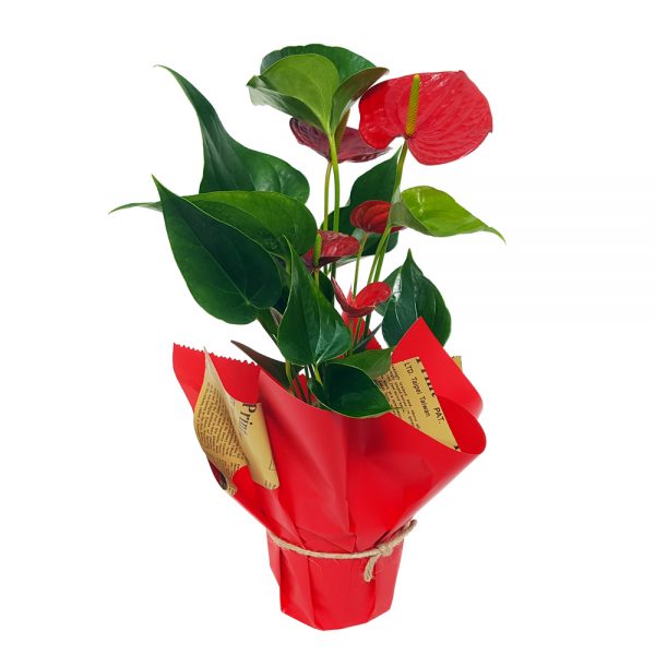 Aranjament din plante nr.4