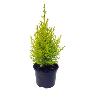 Conifere mixt - imagine 2