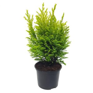 Conifere mixt - imagine 3