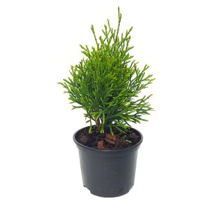 Conifere mixt - imagine 4