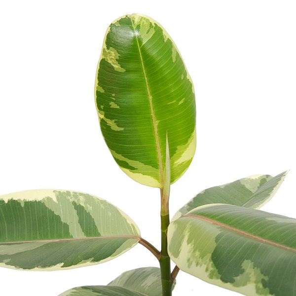 Ficus Robusta - imagine 2