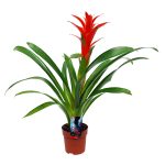 Guzmania Rana, bromeliacee cu inflorescență colorată