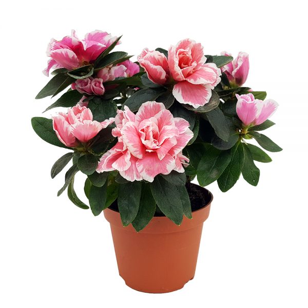 Rhododendron Azalee mica - imagine 7
