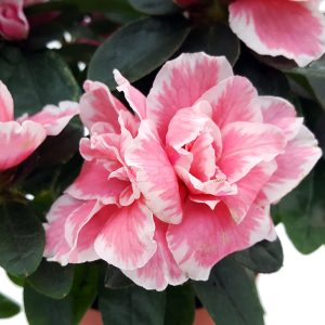 Rhododendron Azalee mica - imagine 2