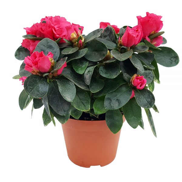 Rhododendron Azalee mica - imagine 3