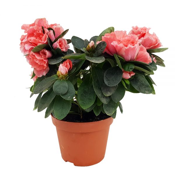 Rhododendron Azalee mica - imagine 5