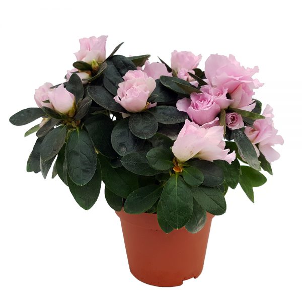 Rhododendron Azalee mica