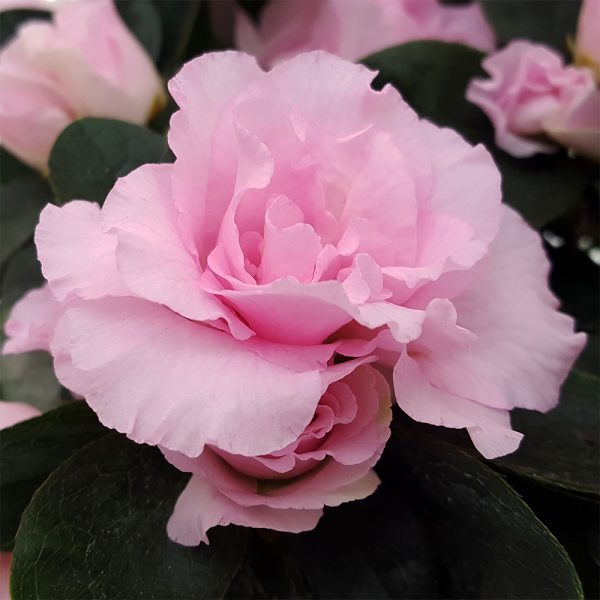 Rhododendron Azalee mica - imagine 6