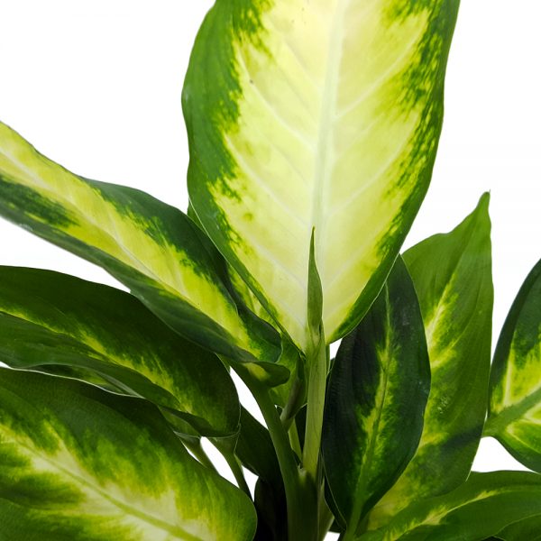 Dieffenbachia Camilla mica - imagine 2