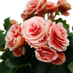 Begonia Elatior - imagine 2