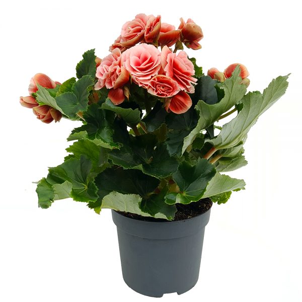 Begonia Elatior Extra - imagine 3