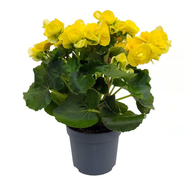 Begonia Elatior Extra - imagine 2