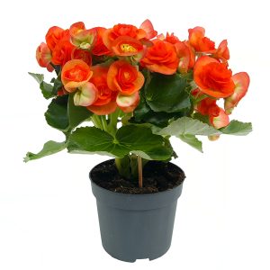 Begonia Elatior mare D14 - imagine 4
