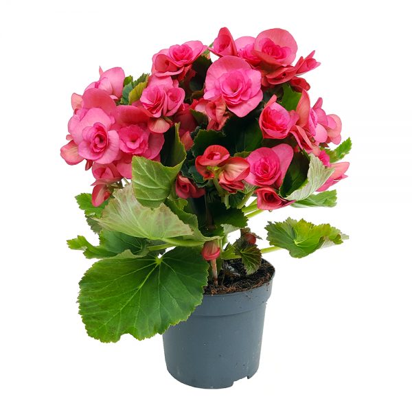 Begonia Elatior Extra - imagine 5