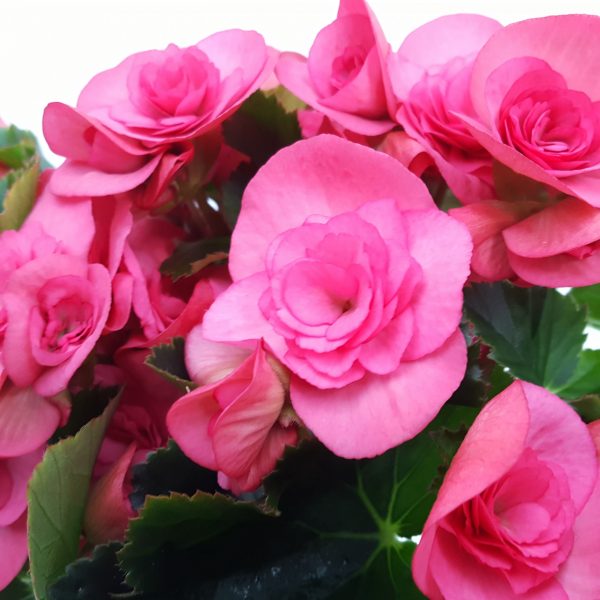 Begonia Elatior Extra - imagine 9