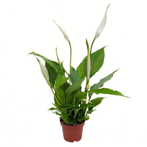 Spathiphyllum Chopin