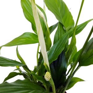 Spathiphyllum Chopin - imagine 2