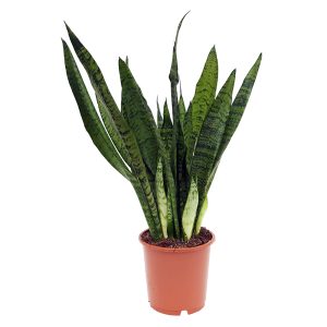 Sansevieria Green extra