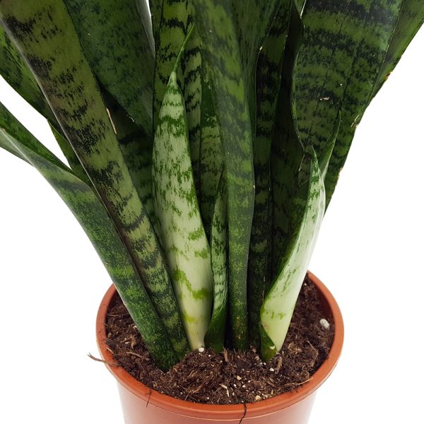 Sansevieria Green extra - imagine 2