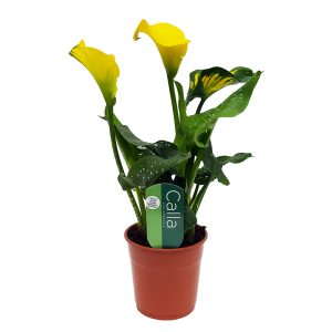 Cala Zantedeschia standard - imagine 3