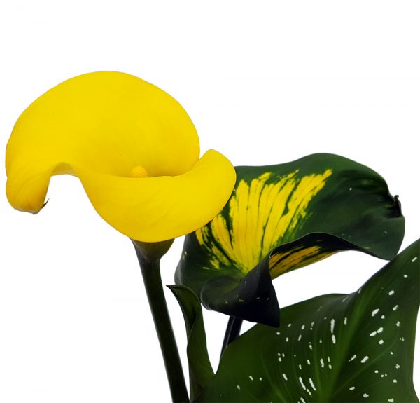 Cala Zantedeschia standard - imagine 5