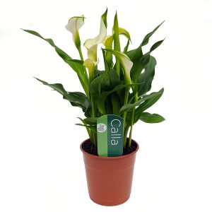 Cala Zantedeschia standard - imagine 2