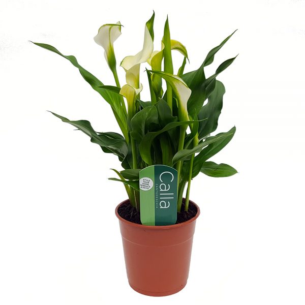 Cala Zantedeschia standard - imagine 2