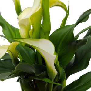 Cala Zantedeschia standard - imagine 6
