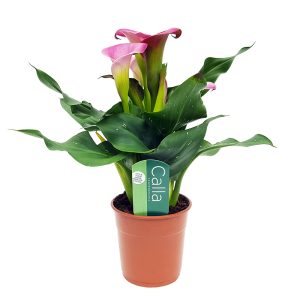 Cala Zantedeschia standard - imagine 4