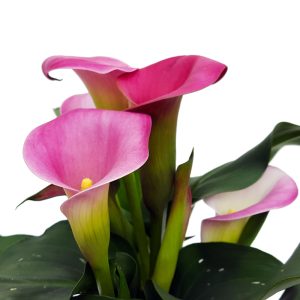 Cala Zantedeschia standard - imagine 7