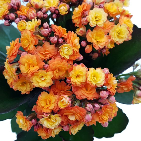 Kalanchoe calandiva standard - imagine 7