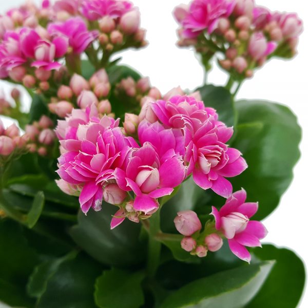 Kalanchoe calandiva standard - imagine 5