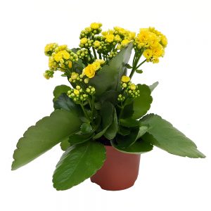 Kalanchoe calandiva standard