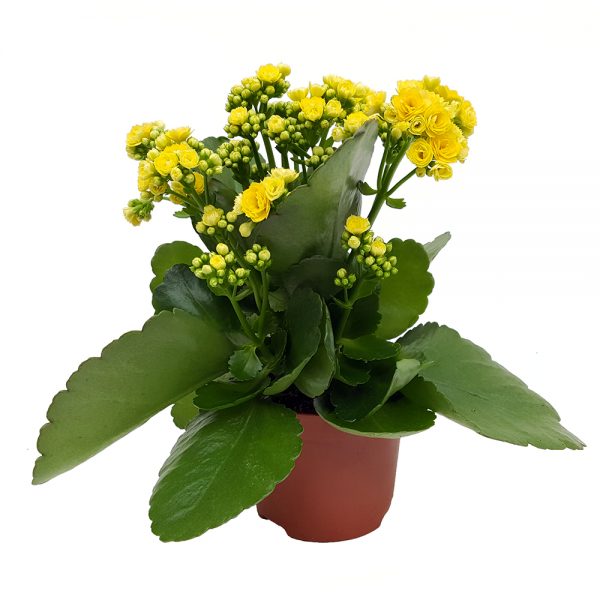 Kalanchoe calandiva standard
